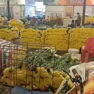 菊花鲜切花