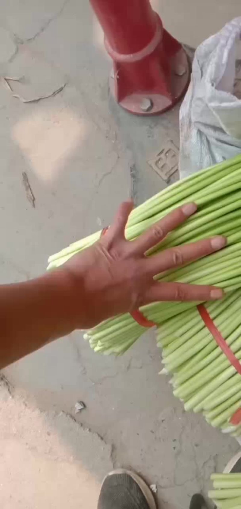 白帽蒜薹，红帽蒜薹