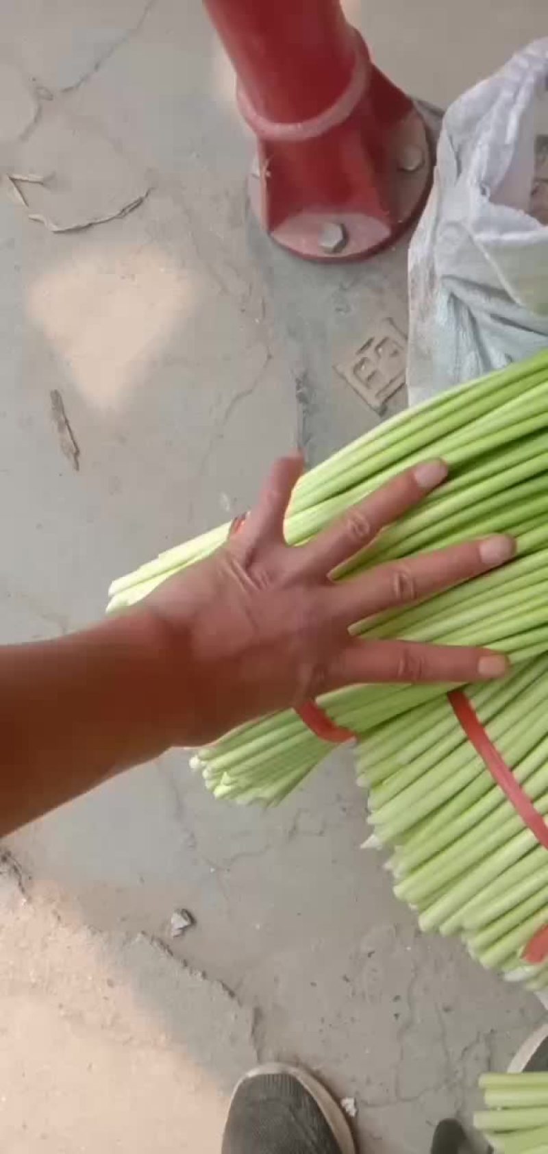 白帽蒜薹，红帽蒜薹