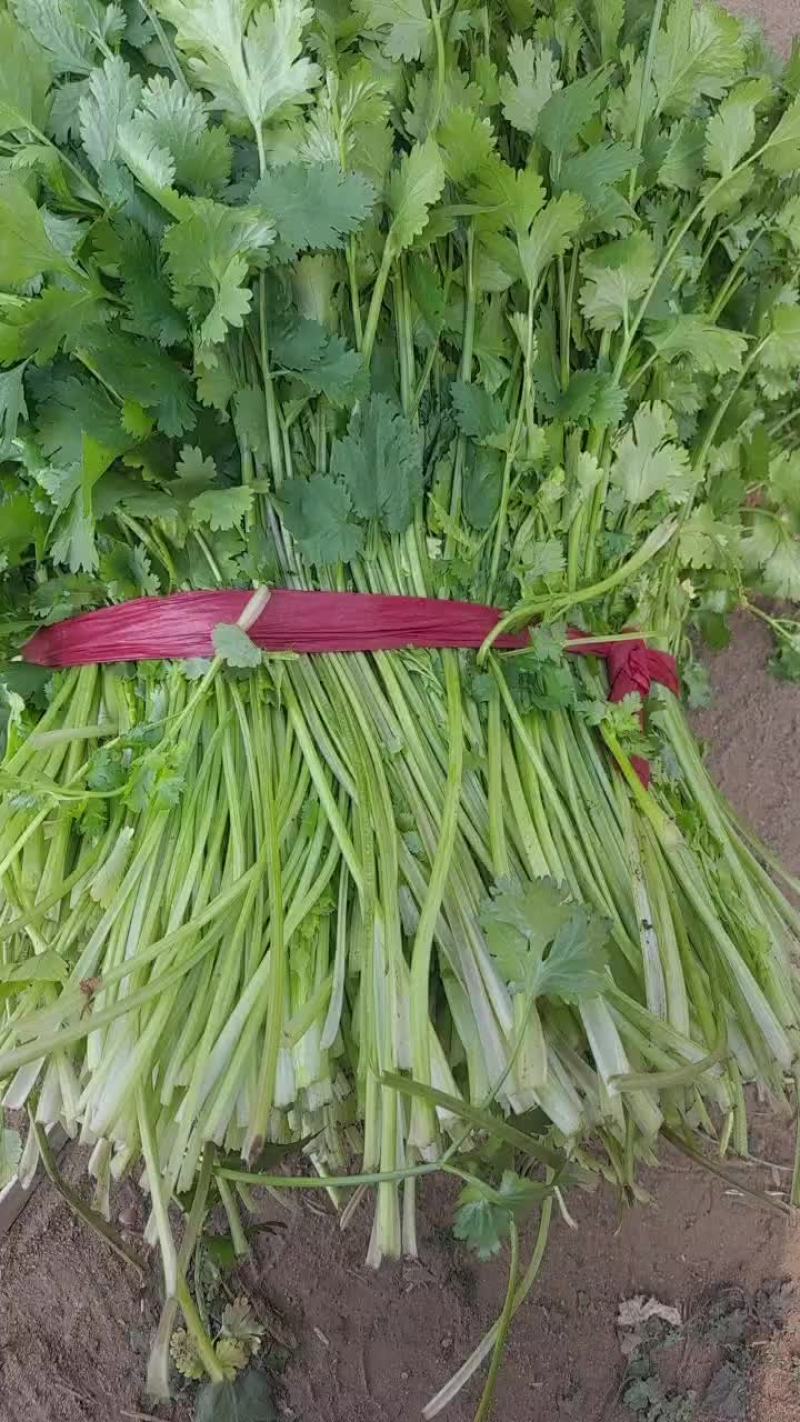 脱水香菜