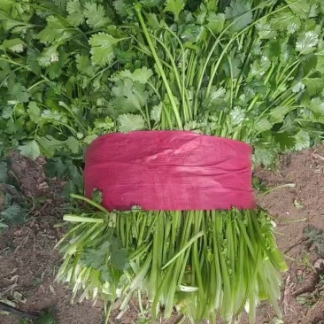 脱水香菜