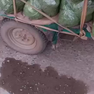 甘蓝
