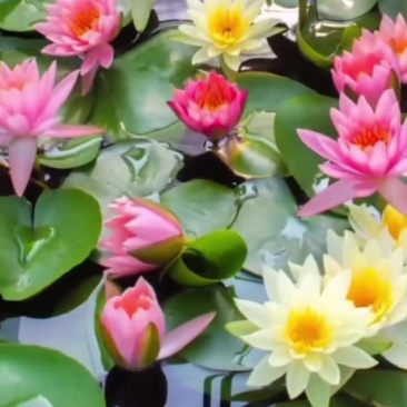 花卉