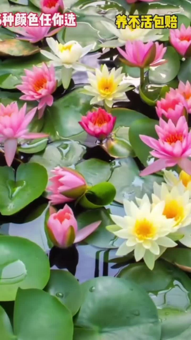 花卉