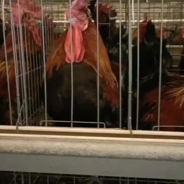 一年多老公鸡