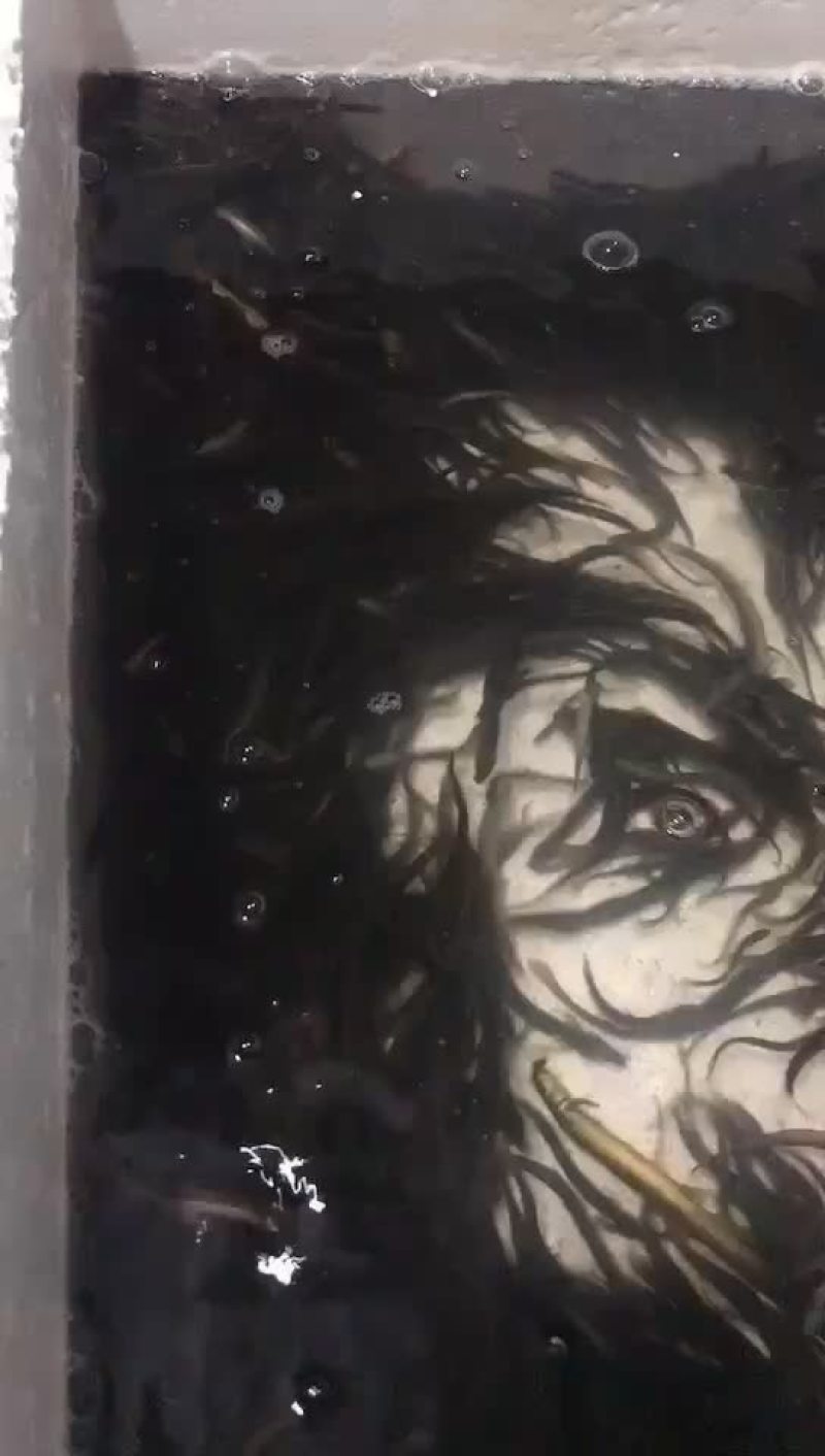 金鳅