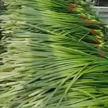 代发，代收，蒜薹欢迎全国各地客商前来选购