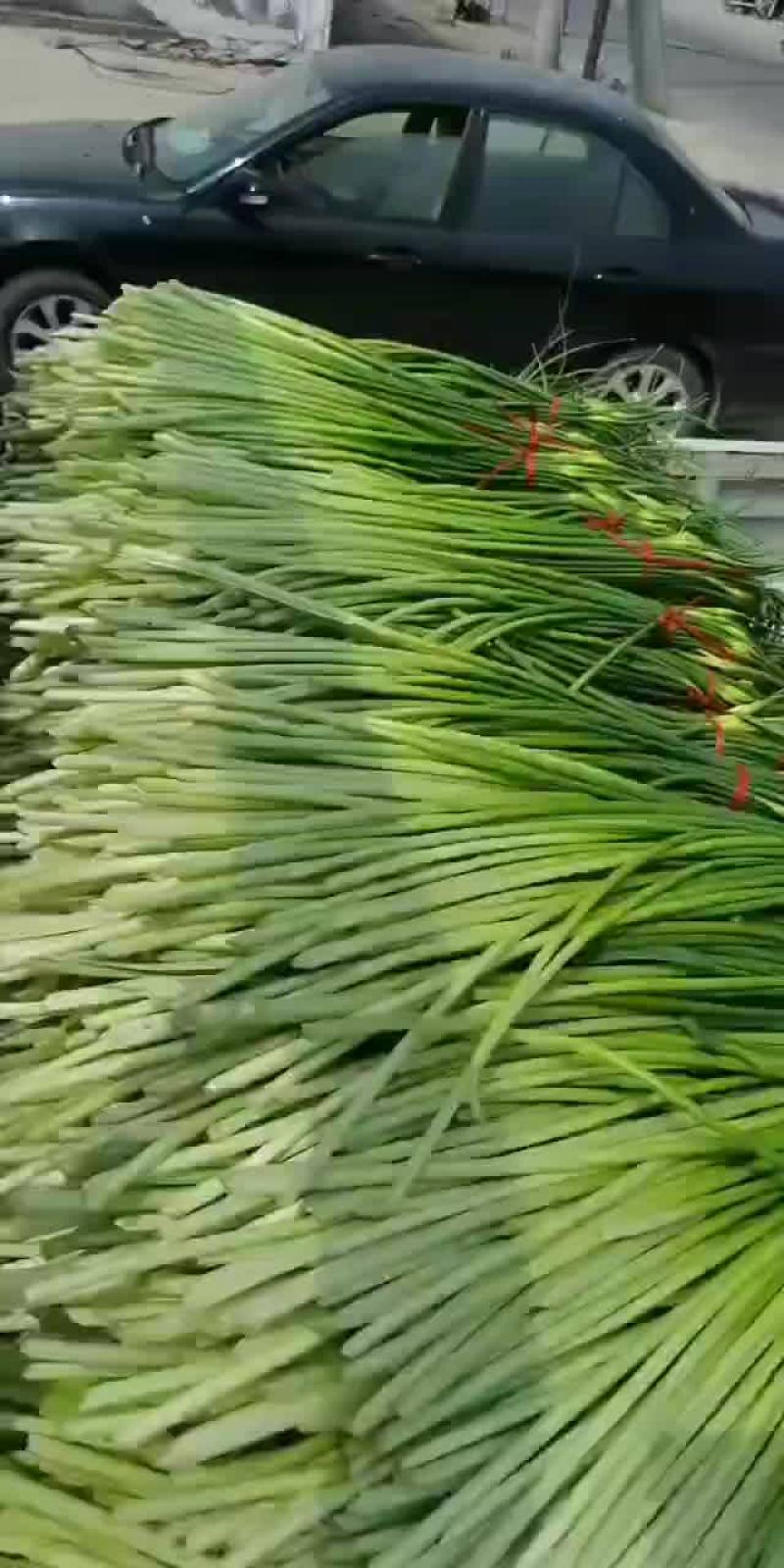 代发，代收，蒜薹欢迎全国各地客商前来选购