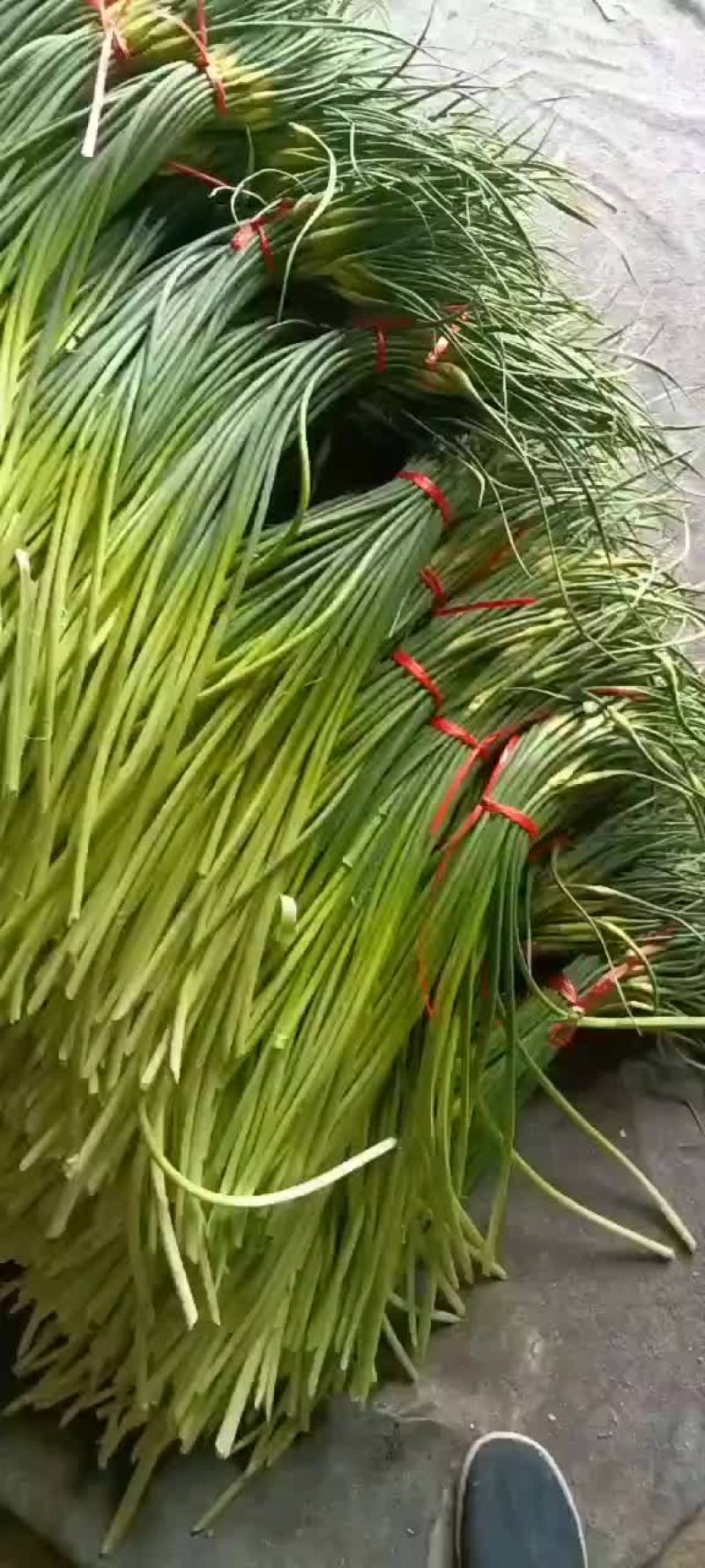 代发，代收，蒜薹欢迎全国各地客商前来选购
