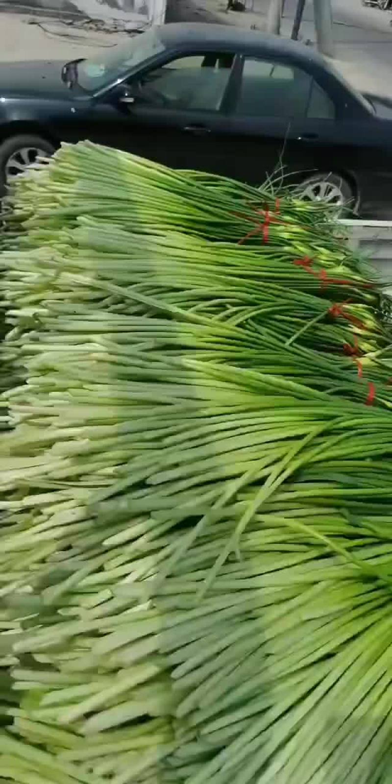 代发，代收，蒜薹欢迎全国各地客商前来选购