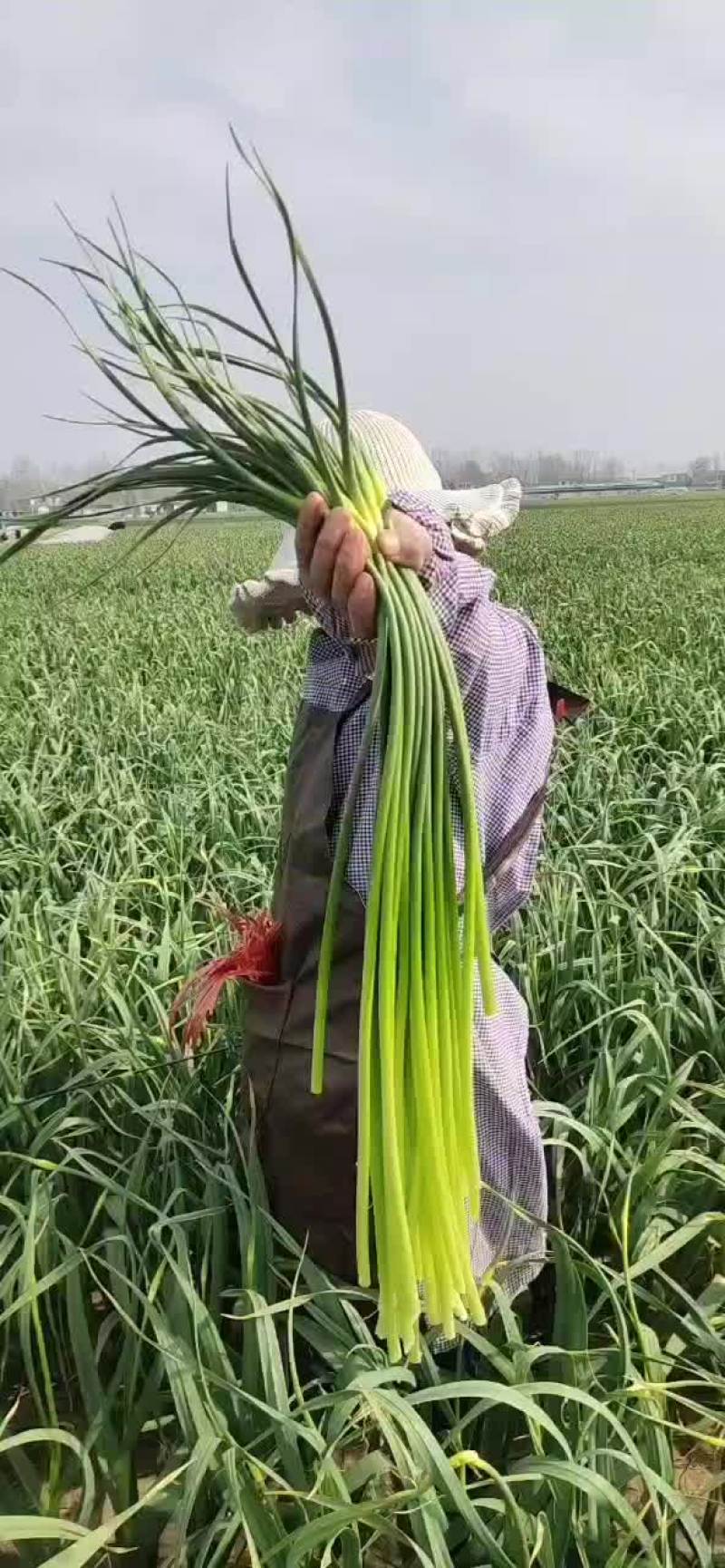 代发，代收，蒜薹欢迎全国各地客商前来选购