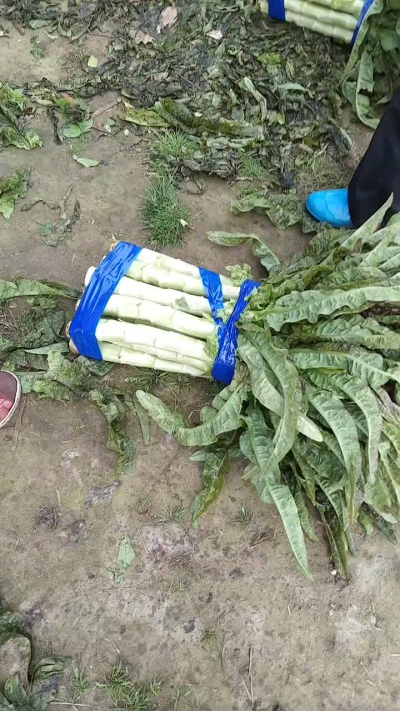 精品红莴笋