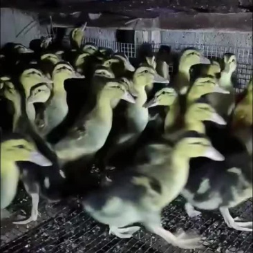 大种麻鸭