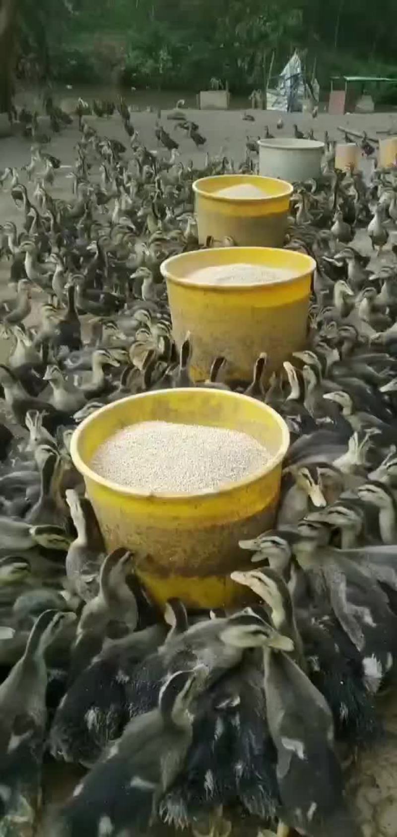 大种麻鸭