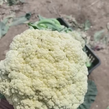 山东菏泽单县有机花菜