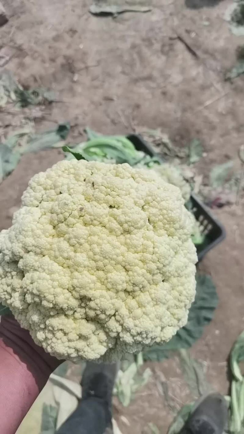 山东菏泽单县有机花菜