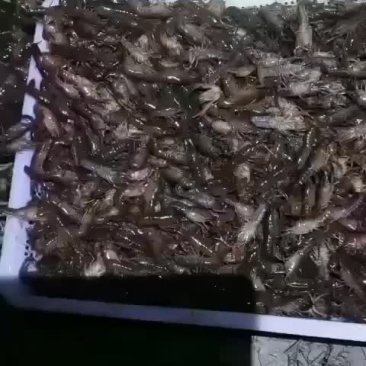 小龙虾苗