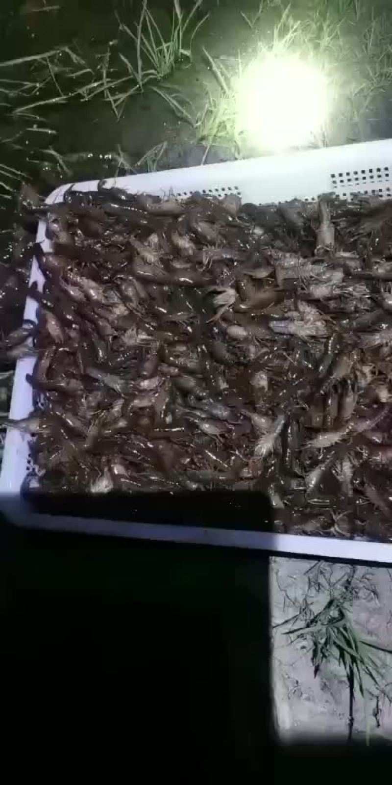 小龙虾苗
