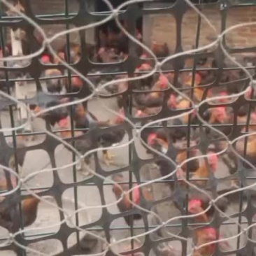 本地公鸡