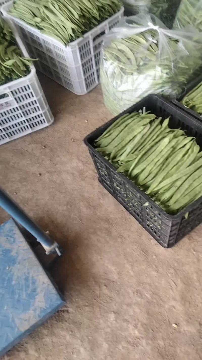 芸豆