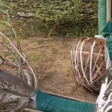 八楞海棠