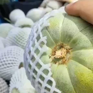 芝麻密甜瓜陕西渭南芝麻密甜瓜产地直销