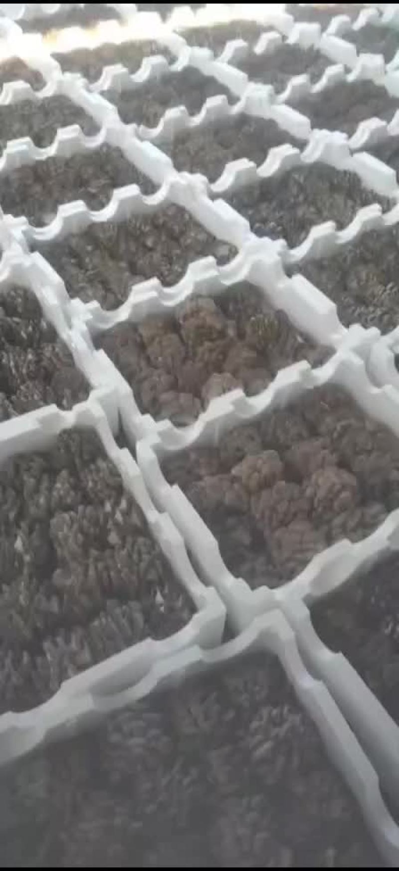 小黑平菇厚3~5cm黑色