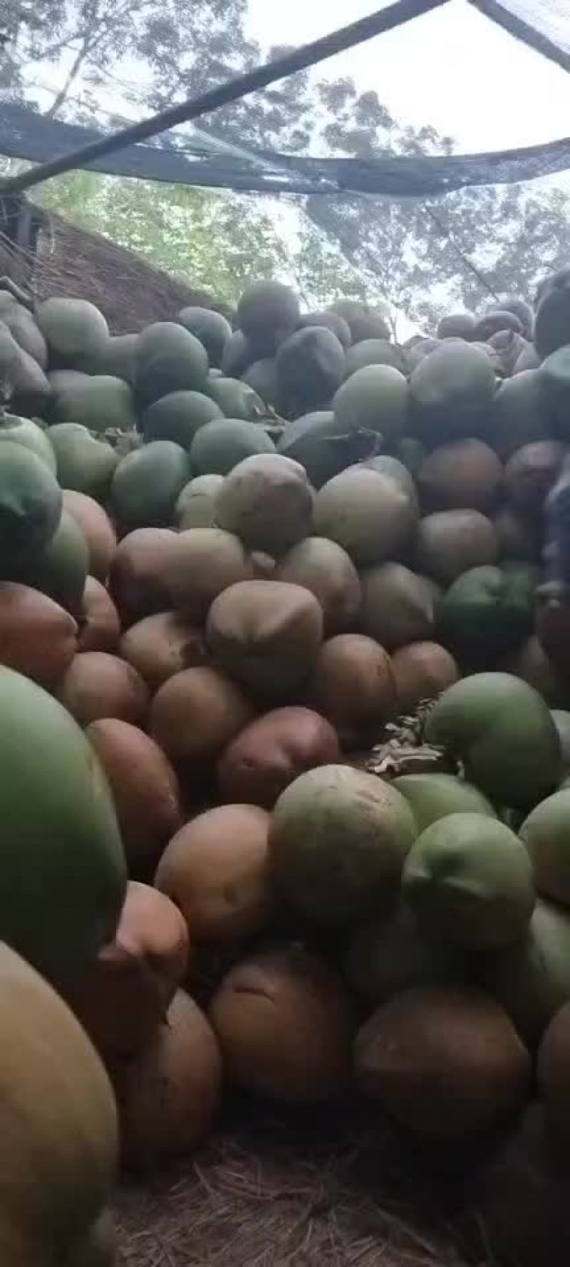 椰青