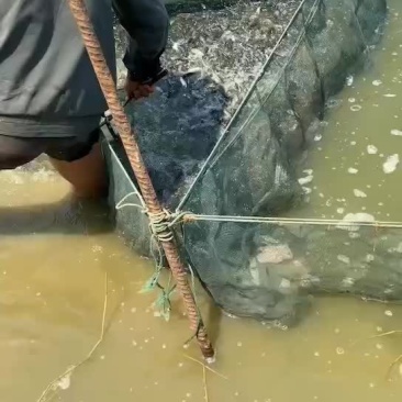 草鱼苗