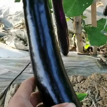 广西省南宁市，新苗茄刚上市