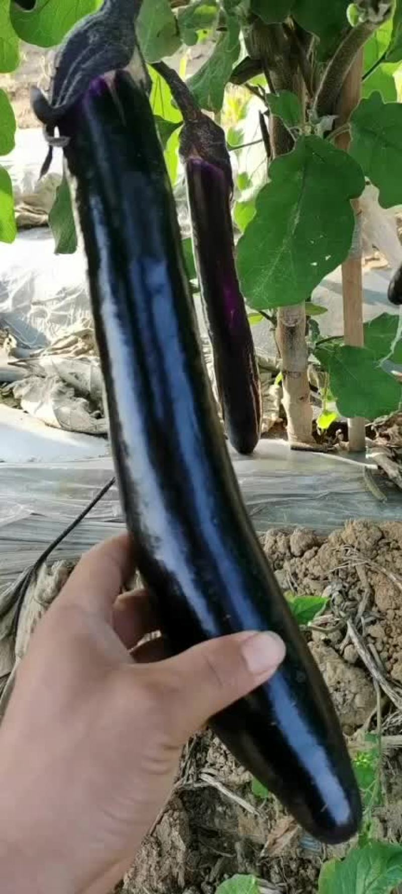 广西省南宁市，新苗茄刚上市