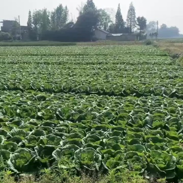 精品娃娃菜基地货明天开园大娃娃，小娃娃都有