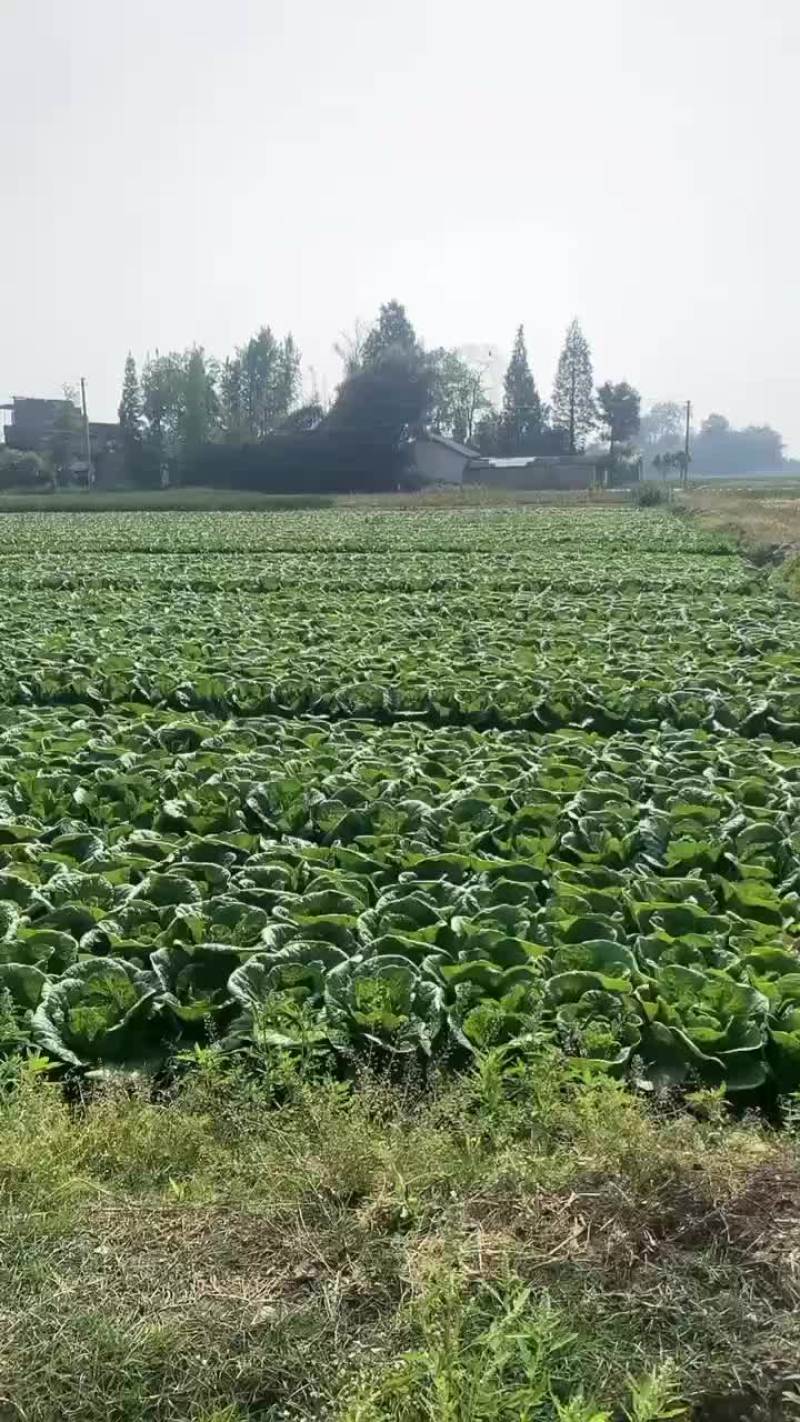 精品娃娃菜基地货明天开园大娃娃，小娃娃都有