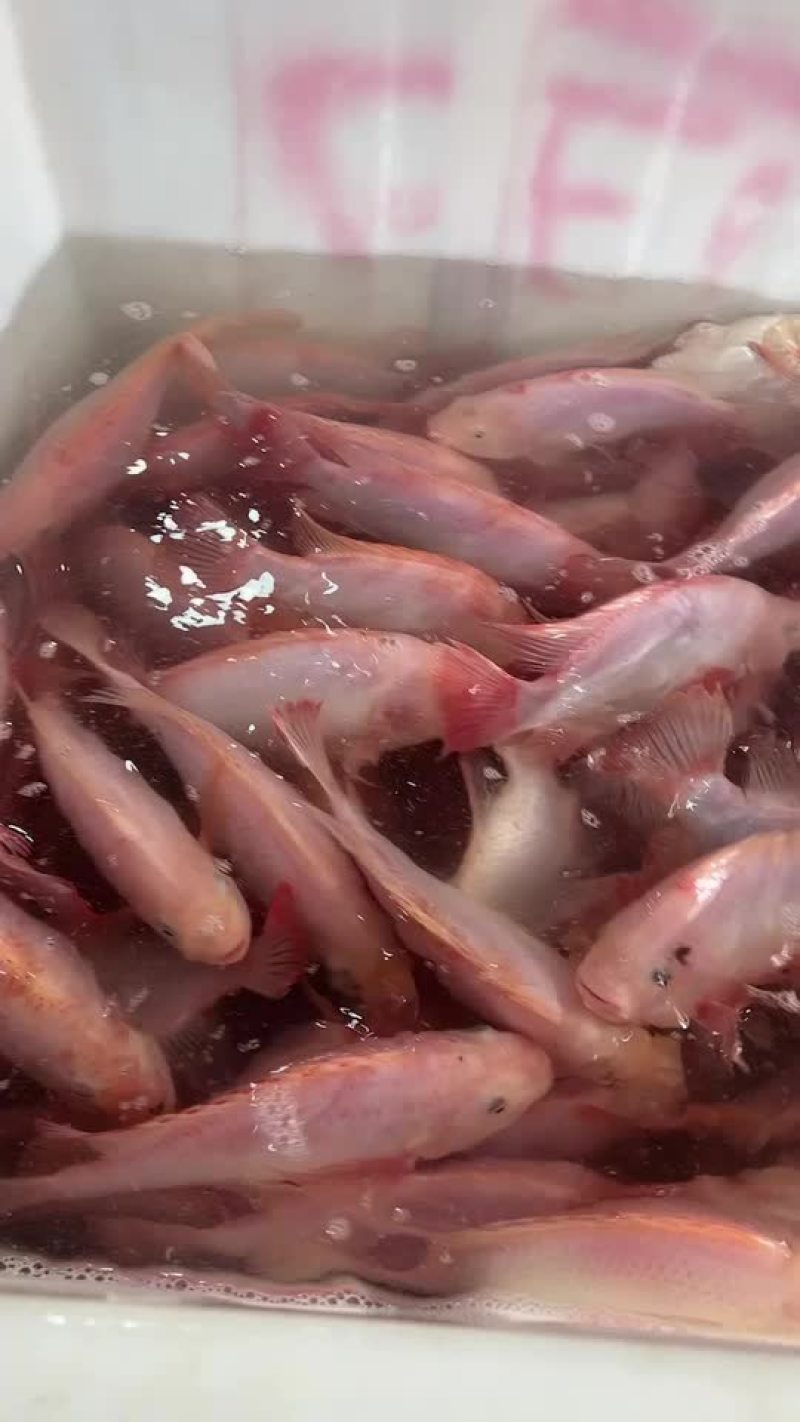 红罗非