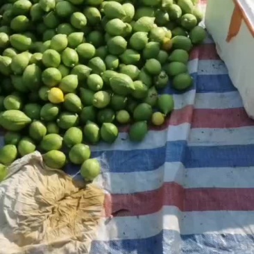 广东香水柠檬