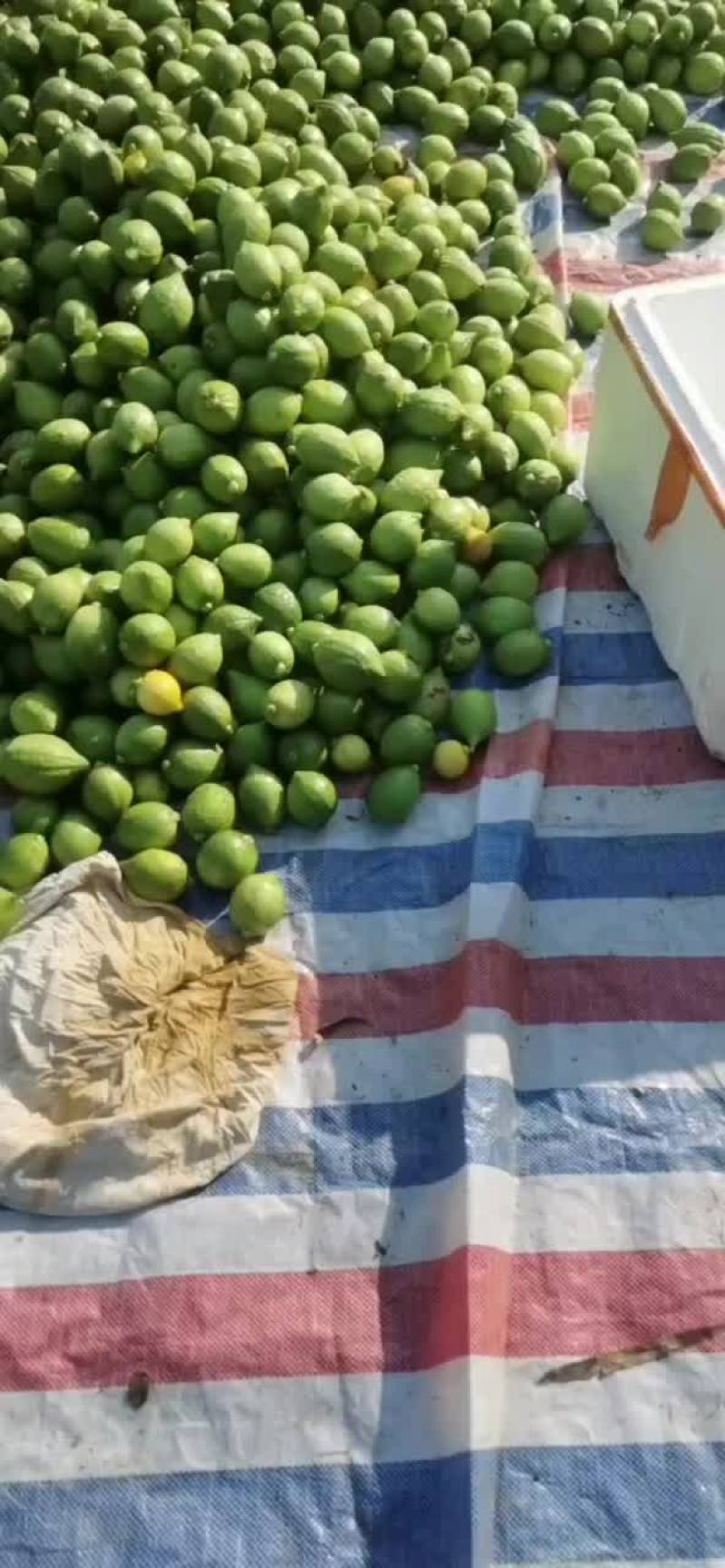 广东香水柠檬