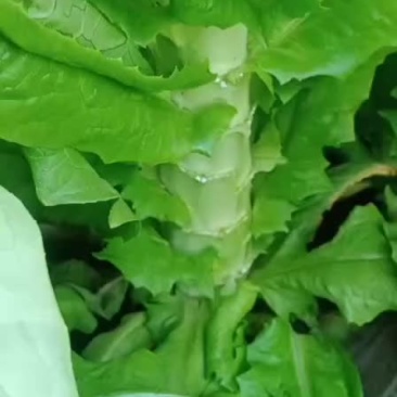 三青莴苣