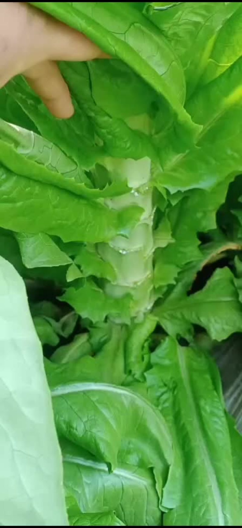三青莴苣