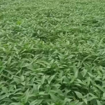 代办空心菜量大