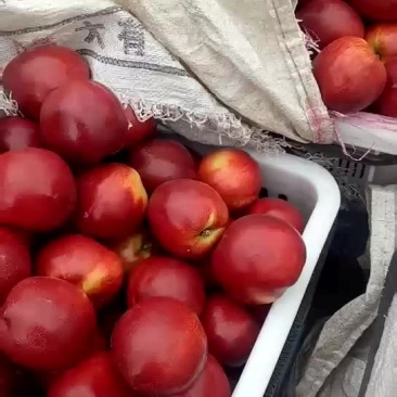 山东大棚油桃产地，中油5号油桃价格