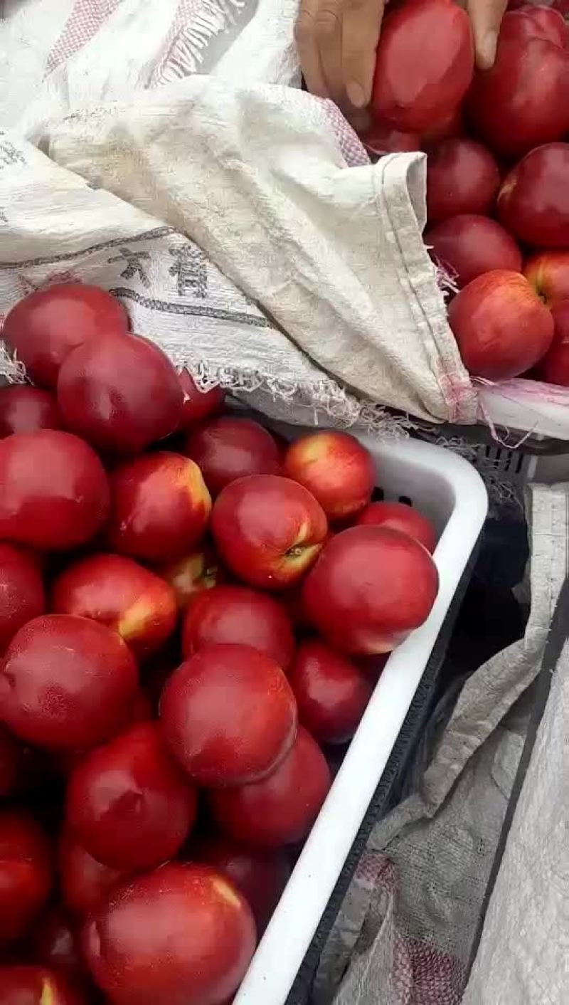 山东大棚油桃产地，中油5号油桃价格