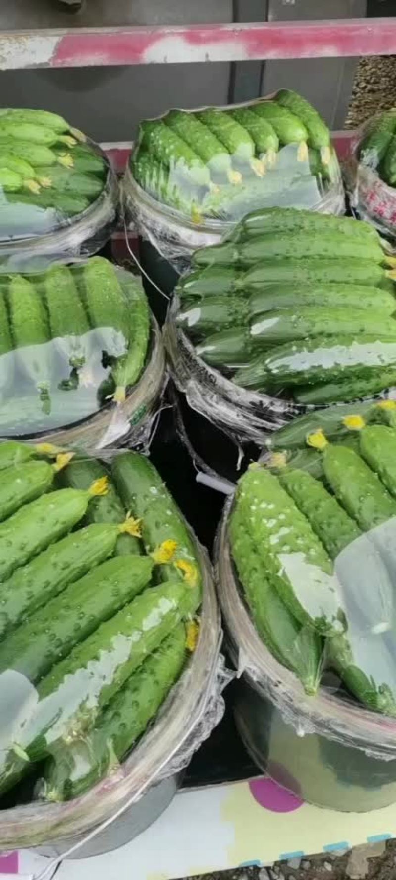 绥中旱黄瓜便宜了