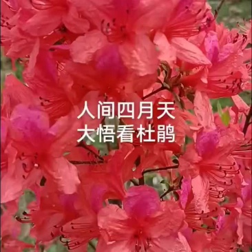 杜鹃花国旗红杜鹃粉红色杜鹃黄花杜鹃。各种型号生桩老