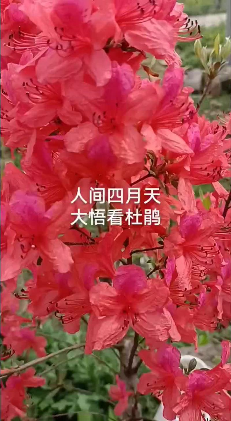 杜鹃花国旗红杜鹃粉红色杜鹃黄花杜鹃。各种型号生桩老