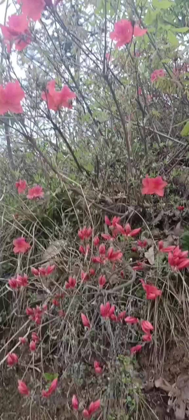 杜鹃花国旗红杜鹃粉红色杜鹃黄花杜鹃。各种型号生桩老