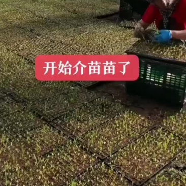 辣椒育苗