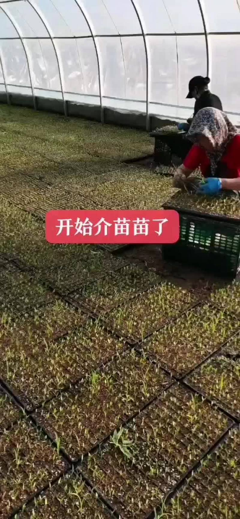 辣椒育苗