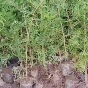 侧柏！18杯苗需要的骚扰