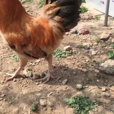 鸡苗