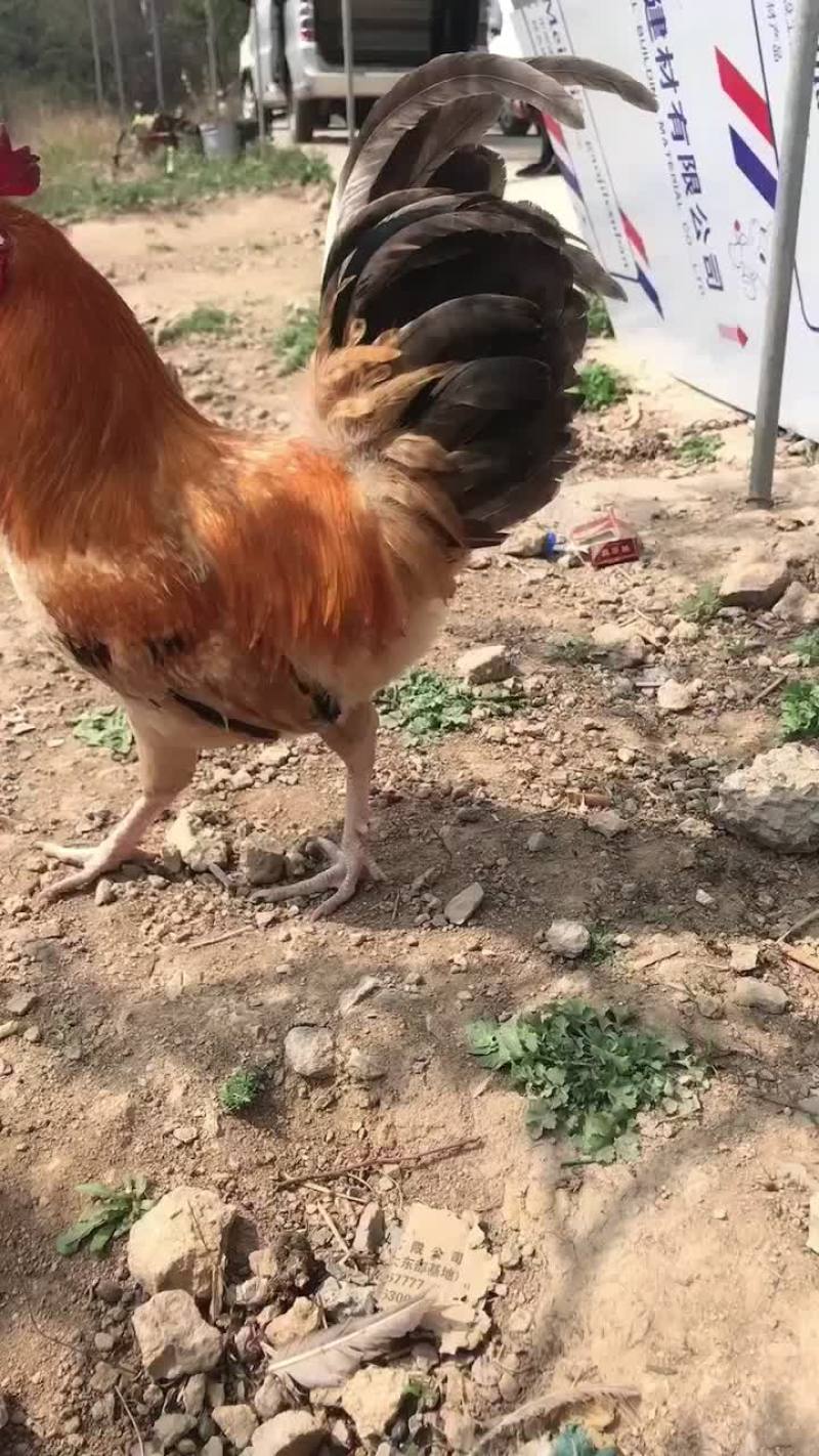 鸡苗